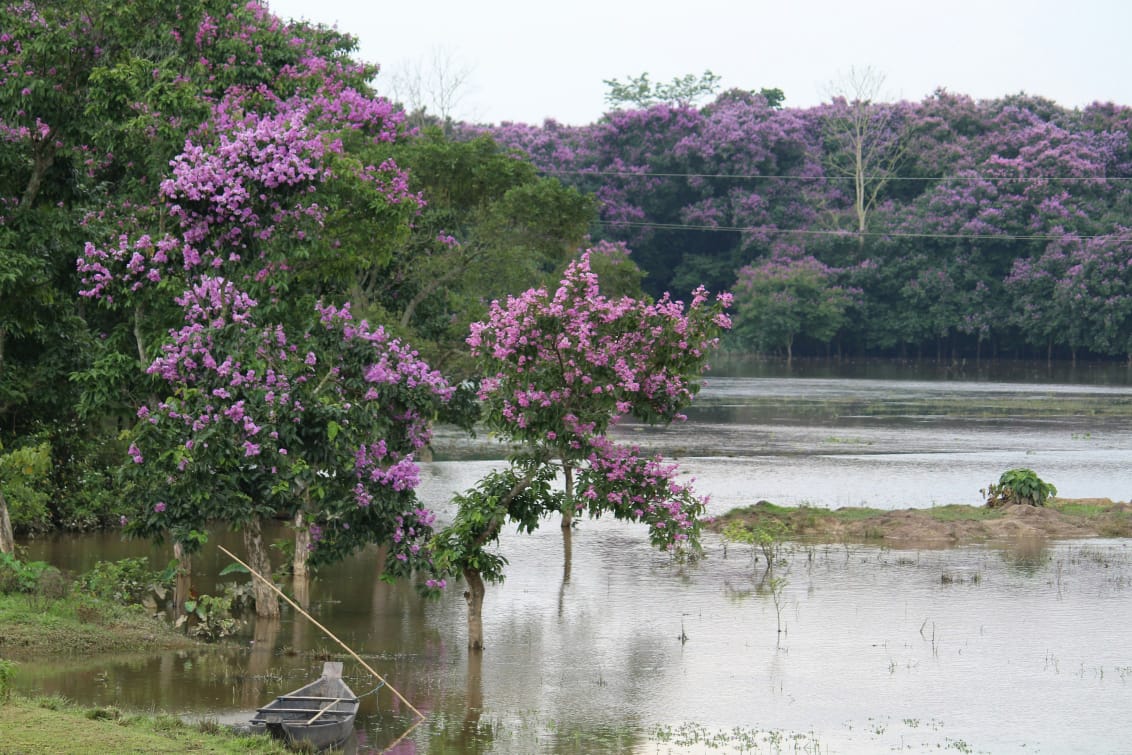 Jorhat Garden